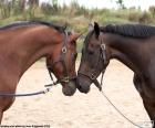 Две лошади лицом к лицу